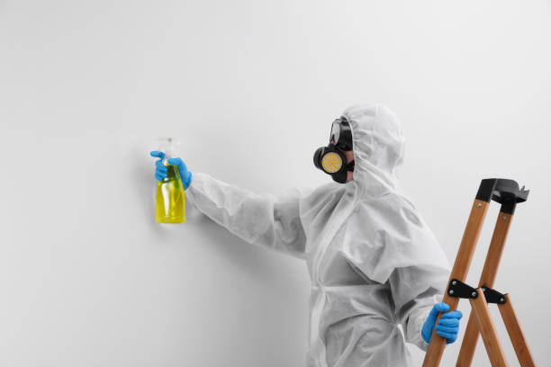 Why You Should Choose Our Mold Remediation Services in Mathis, TX